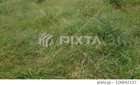 空き地 荒地 雑草 土地 vacant lot 空き地 荒地 雑草 土地 vacant lot 126642137