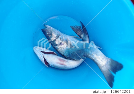 Fish is in a blue bucket Fish is in a blue bucket 126642201