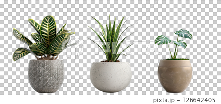 Collection of tropical houseplants in ceramic pots. 126642405