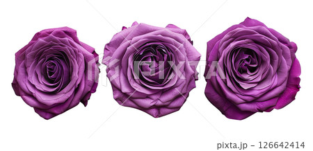 Set flower purple rose isolated on white Set flower purple rose isolated on white 126642414