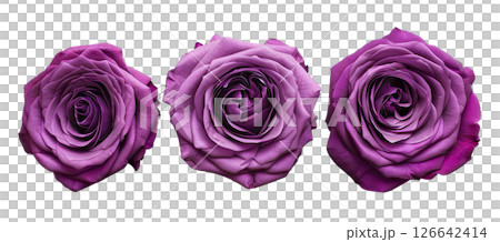 Set flower purple rose isolated on white Set flower purple rose isolated on white 126642414