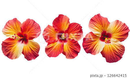 Orange Hibiscus flower on white 126642415