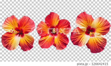 Orange Hibiscus flower on white 126642415