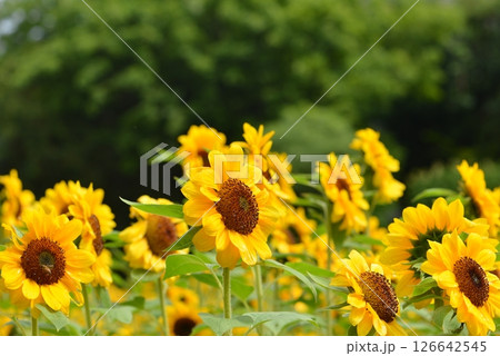 日に照らされるヒマワリたち 126642545
