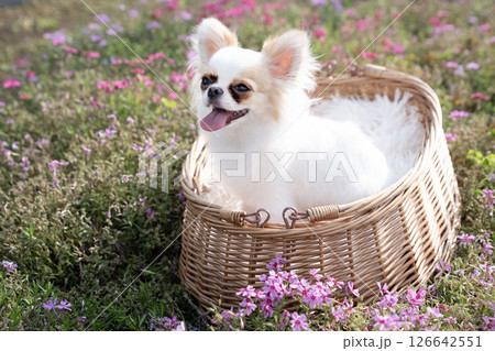 芝桜とカゴに入ったチワワ 126642551