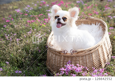 芝桜とカゴに入ったチワワのシンバ 芝桜とカゴに入ったチワワのシンバ 126642552