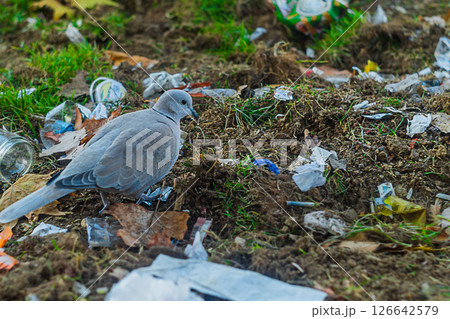 A pigeon bird, symbolizing peace, tranquility and friendliness, walks and looks for food among the scattered garbage in the grass. Pollution of nature, soil and the consequences of human life A pigeon bird, symbolizing peace, tranquility and friendliness, walks and looks for food among the scattered garbage in the grass. Pollution of nature, soil and the consequences of human life 126642579