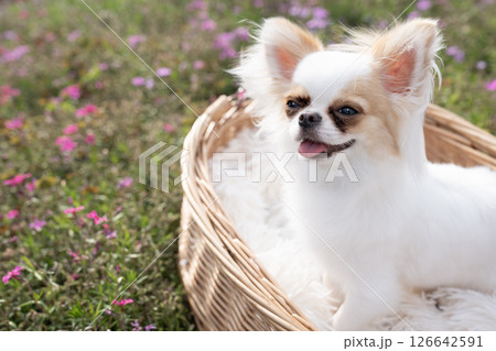 芝桜とカゴに入ったチワワのシンバ 126642591