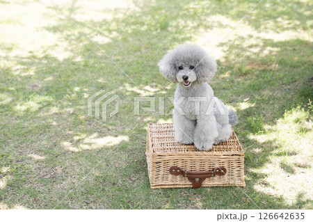 バスケットにのって微笑むトイプードルのアムル バスケットにのって微笑むトイプードルのアムル 126642635