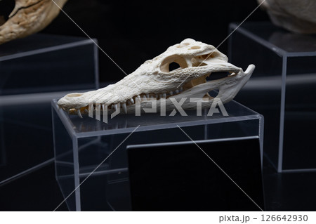 Crocodile skull (Crocodylus niloticus-rezent). 126642930