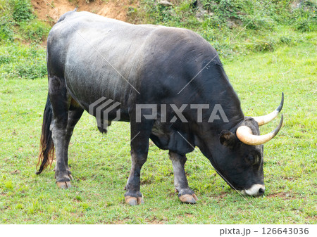 Black bull. Black bull. 126643036