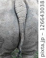 White rhinoceros. 126643038