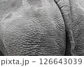 White rhinoceros. 126643039