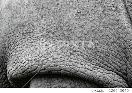 White rhinoceros. 126643040