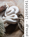 Leucistic Black Rat Snake. 126643041