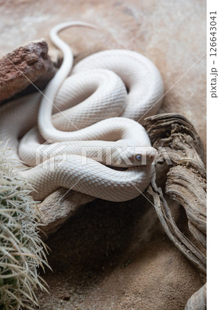 Leucistic Black Rat Snake. 126643041