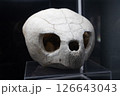Sea turtle skull 126643043
