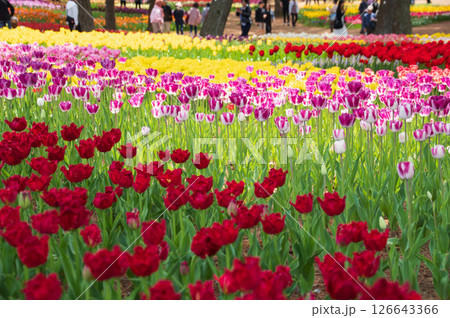 カラフルなチューリップが咲き乱れる春の花壇 126643366