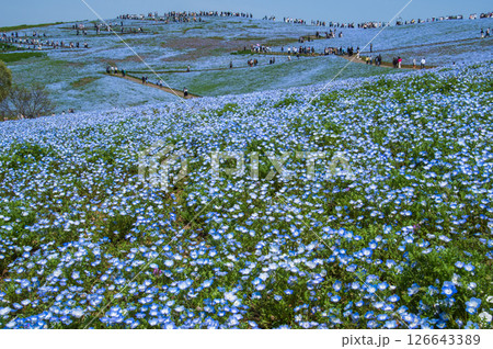 青いネモフィラの丘 青いネモフィラの丘 126643389