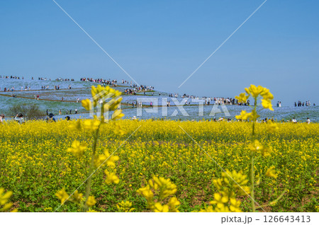 菜の花畑の向こうにネモフィラ咲く丘陵 126643413