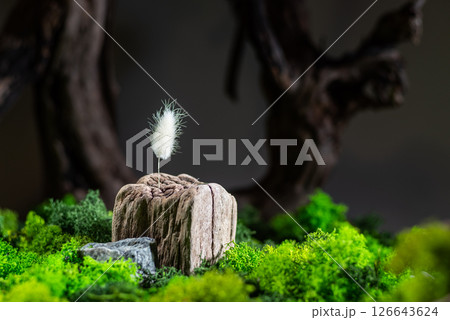 Photo composition of plants and moss. One fluffy plant. Minimalism. Photo composition of plants and moss. One fluffy plant. Minimalism. 126643624
