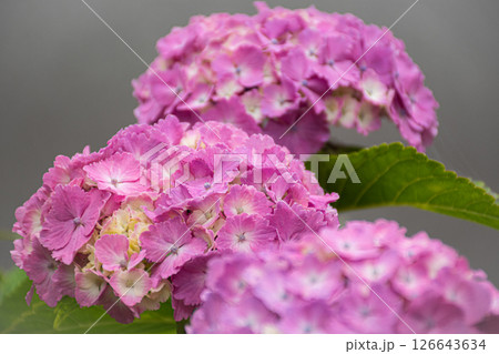 雨に濡れた紫陽花 雨に濡れた紫陽花 126643634