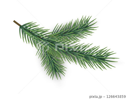 Fir tree branch. Green pine part. Christmas traditional isolated botanical element for design. Winter holiday natural decorative object. Conifer and spruce twig. Vector illustration Fir tree branch. Green pine part. Christmas traditional isolated botanical element for design. Winter holiday natural decorative object. Conifer and spruce twig. Vector illustration 126643859