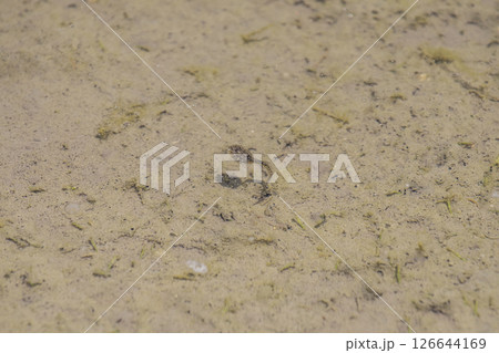 水の中のオタマジャクシ　カエルの幼生　孵化したオタマジャクシ 126644169