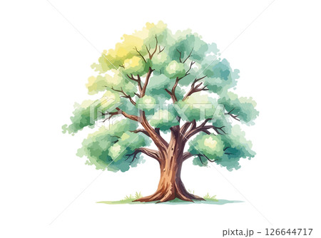 Sprawling tree with a lush crown. 126644717
