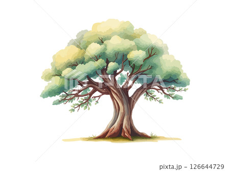 Sprawling tree with a lush crown. 126644729