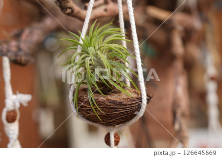 Tillandsia air plants hanging in a pot of coconut 126645669