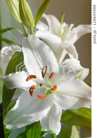 White lily flower. Lilium candidum. 126645999