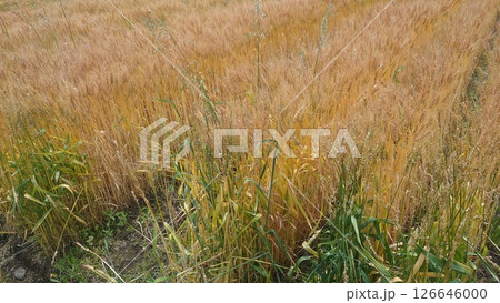 麦　麦畑　Triticum aestivum　barley　wheat 126646000
