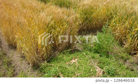 麦 麦畑 Triticum aestivum barley wheat 麦 麦畑 Triticum aestivum barley wheat 126646018