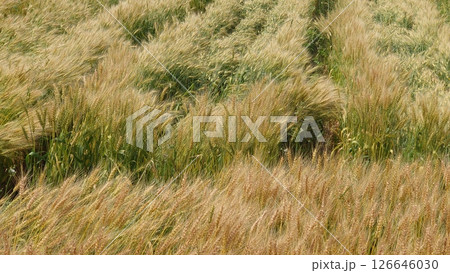麦　麦畑　Triticum aestivum　barley　wheat 126646030