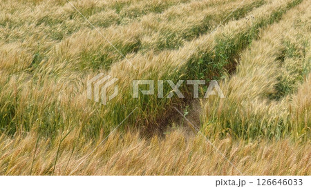 麦 麦畑 Triticum aestivum barley wheat 麦 麦畑 Triticum aestivum barley wheat 126646033
