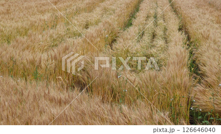 麦　麦畑　Triticum aestivum　barley　wheat 126646040