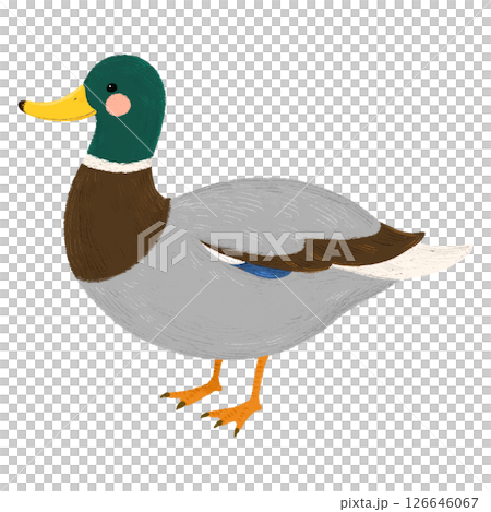 手描きの可愛いマガモのイラスト 126646067