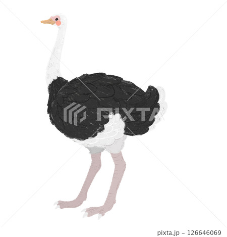 手描きの可愛いダチョウのイラスト 手描きの可愛いダチョウのイラスト 126646069
