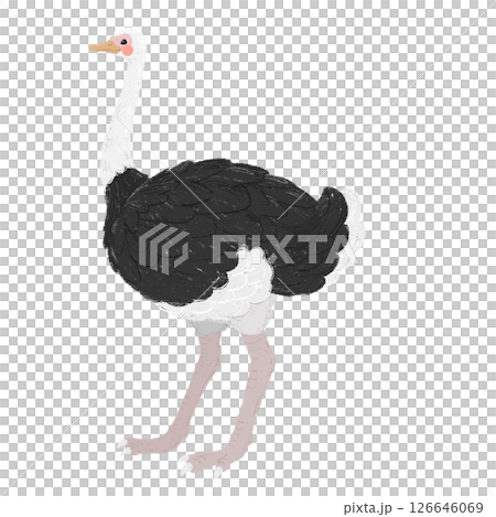手描きの可愛いダチョウのイラスト 手描きの可愛いダチョウのイラスト 126646069