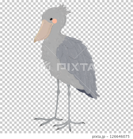 手描きの可愛いハシビロコウのイラスト 126646075