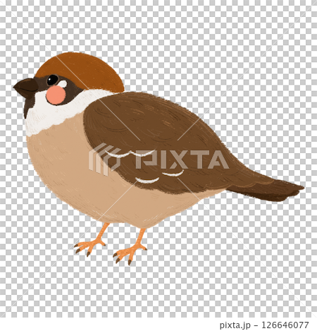 手描きの可愛いスズメのイラスト 126646077