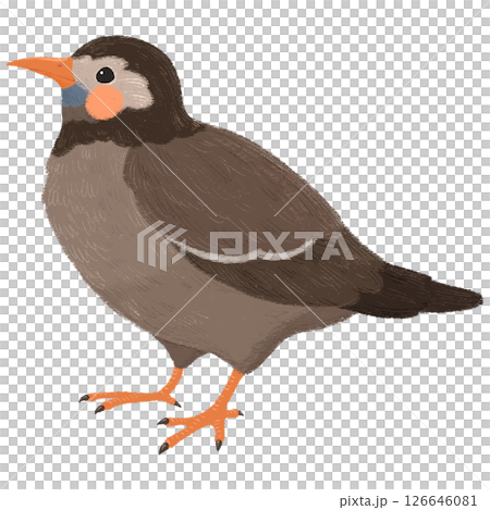 手繪的可愛椋鳥插圖 126646081