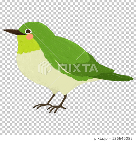 手繪的可愛日本繡眼鳥插圖 手繪的可愛日本繡眼鳥插圖 126646085
