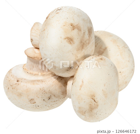 Fresh white button mushrooms piled on white background. Close-up of edible Agaricus bisporus fungus Fresh white button mushrooms piled on white background. Close-up of edible Agaricus bisporus fungus 126646172