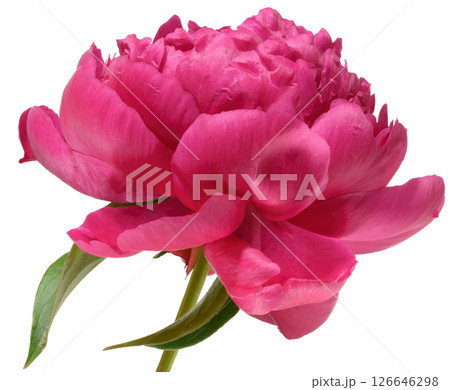 Close-up of one lush bright pink peony flower with green leaves, isolated background Close-up of one lush bright pink peony flower with green leaves, isolated background 126646298