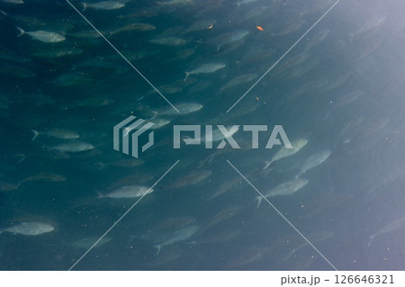 青い海と魚たち 126646321