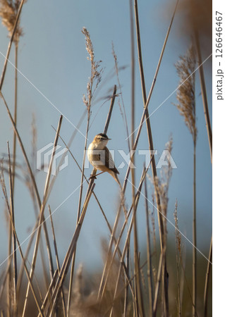 Sedge warbler (Acrocephalus schoenobaenus) singing in reed 126646467