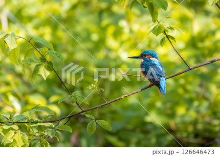 Wildlife shot of Common kingfisher (Alcedo atthis) on the branch. Wildlife shot of Common kingfisher (Alcedo atthis) on the branch. 126646473
