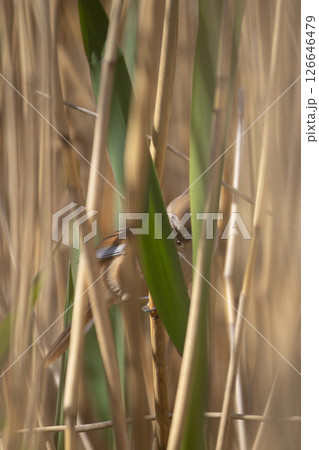 Bearded tit (Panurus biarmicus) female 126646479